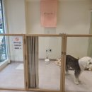 아몬드 몽몽 이미지