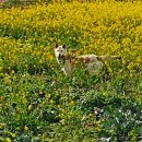 소기왓민박 이미지