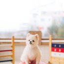 털로덮인친구들 동탄호수공원점 네이버블로그