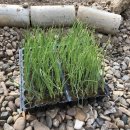 부흥농약종묘사 이미지