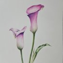 보태니컬아트(색연필그림) | [김선이그림방] 보태니컬아트/색연필 기초/카라 꽃 그림 그리기