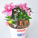 보성초등학교 병설유치원 이미지