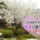 안산꽃