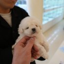 잘나가는 강아지 이미지