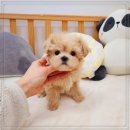 나눔펫 책임분양소 강아지분양 김포점 네이버블로그