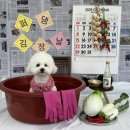 퍼피댕글 이미지