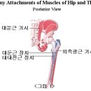 대둔근 소둔근 중둔근 이미지