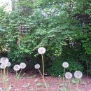 민들레홀씨 이미지