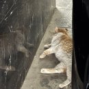 청소해방 Daum카페