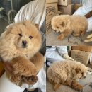 당진시 동물보호소 동물병원 이미지