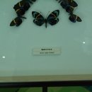 루시아 리 이미지