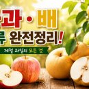 사과 🍎 배ㆍ종류. 완전정리 이미지