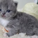 고양이전문점 허니캣 이미지