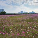 코스모스작은도서관 이미지