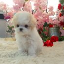 프롬퍼피 이미지