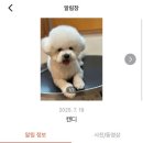 서른살나의펫2 이미지