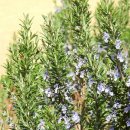 로즈마리 정원 이미지