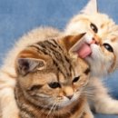 고양이랑 이미지