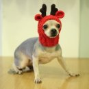 펫츠까까 이미지