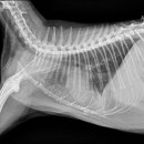 제일2차동물메디컬센터 이미지