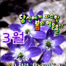 3월 새봄맞이 행운의 청노루귀꽃 배달왔어요 이미지