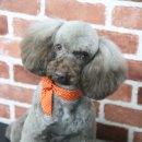 초코퍼피 애견미용실 이미지