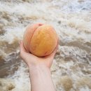 복상농장 이미지