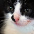 비타민 동물병원 이미지