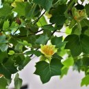 인천시청후문 이미지