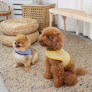 스윗테일 이미지