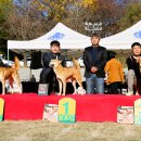 서울애견 이미지