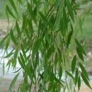 버드나무약국 이미지