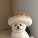 가야대역 | 삼계 대단한 탕후루ㅣ삼계동카페 삼계동커피 삼계동탕후루 가야대역카페 가야대학교카페