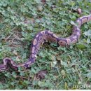 제주야생동물구조센터 이미지