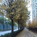 계절국수 Daum카페