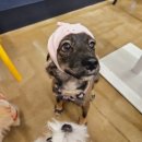 비어마이독 이미지