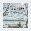 아양뽑기역 | 대구 벚꽃구경 - 아기랑 같이가기