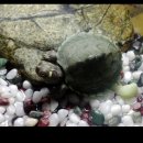 커먼머스크