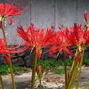 망장포구 이미지