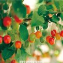 보리수 이미지