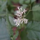 등골나물 Eupatorium makinoi var. oppositifolium (Koidz.) Kawah. & Yahara 이미지