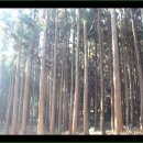 남조로수망교차로 1 이미지