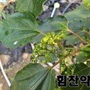 내안에 약초 이미지