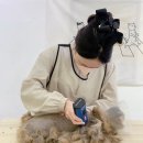 파주고양이 미용실 이미지