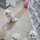 포동이 펫살롱 이미지