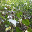 여름의 숲 이미지