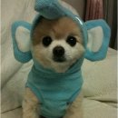 이쁜강아지 이미지