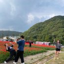 [ 가수님 인스타 업로드 ] 화려한 양귀비꽃밭에서 청송백자축제...♡ 이미지