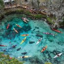 [사진여행] Three Sisters Springs, Florida 이미지