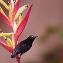 뚱돼지생고기 이미지